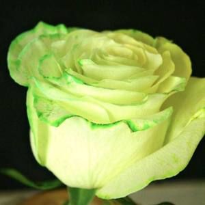 Meet your Posher, Rosa